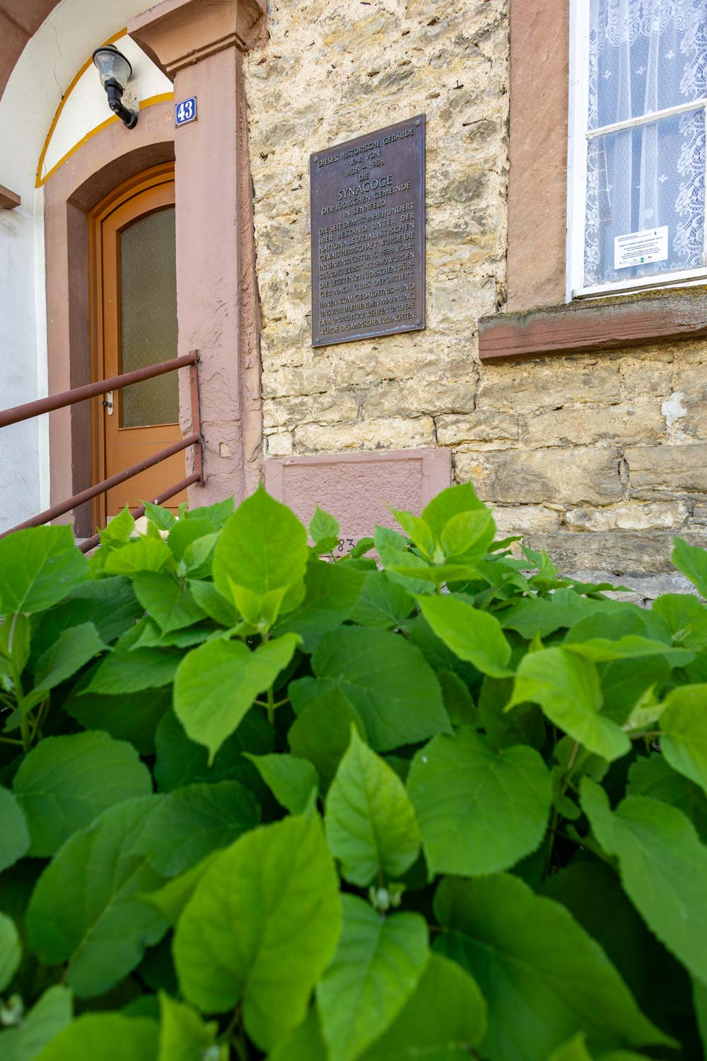 Pflanze vor der Synagoge